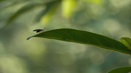 Close-up of a tick on a leaf in a green forest, representing the risk of tick-borne diseases and outdoor health hazards in nature.