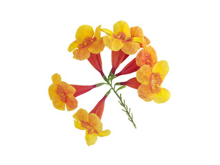 Close of Tecoma stans or Trumpetflower, Yellow elder, Trumpetbush, Yellow trumpetbush on a white background with clipping path.