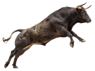 Powerful Jumping Bull Isolated on White Background as Transparent. PNG. AI GENERATED