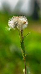 This close-up photograph showcases a delicate white dandelion flower, highlighting its intricate seed structure