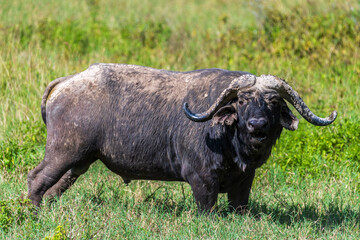 Telephoto of Cape Buffalo -Syncerus caffer- grazing in Lake Nakamuro national park, Kenya