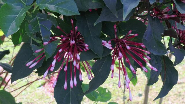 Red Clerodendrum quadriloculare flowers swaying  by the wind in wild forest.Beautiful leaf form,swing stem shape view  Pingtung Riverside Park,Taiwan  Real time 4K Eye level shot High quality video