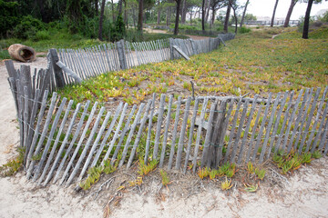 Sand fence to avoid erosion in Calvi Corsica at the mediterranean sea