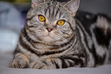 Tabby cat on the white carpet in the interior