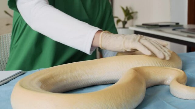 Cropped shot of anonymous veterinarian palpating body and skin of albino pet python and writing in medical document at clinic