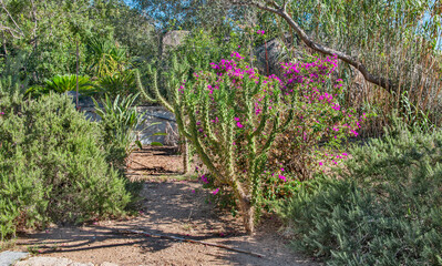 alley in a park with red dirt bordered by trees and lush vegetation Mediterranean with branches under blue sky.