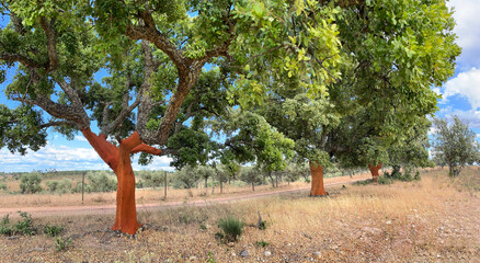 red trunks of cork oak in line harvested from bark in a field in Portugal