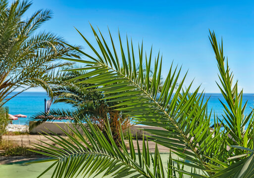 closeup on green leaf of palm tree in front of a beach under sunny sky in Sardinia island, Italy.