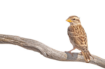 isolated on transparent white background, on branch, small, songbird, cute bird, Rock Sparrow, Petronia petronia