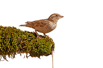 isolated on transparent white background, drinking from fountain, small, songbird, cute bird, Rock Sparrow, Petronia petronia