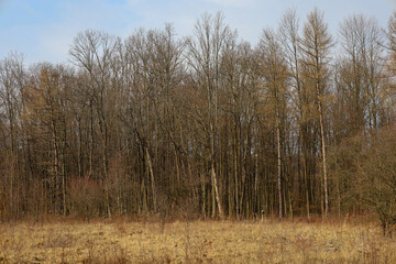 Fototapeta premium The photo shows a winter landscape with a forest in the background and a field of dry grass in the foreground. The forest consists of bare trees, indicating the winter season.