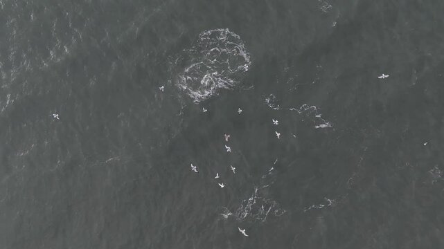 Above View Of Seabirds Flying Over Murky Waters With Swimming Whale In Reynisfjara, South Iceland. Aerial Shot