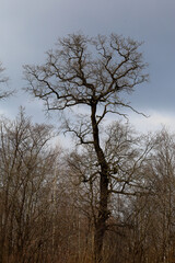 A tall tree with bare branches is depicted against a cloudy sky. A forest of smaller trees grows...