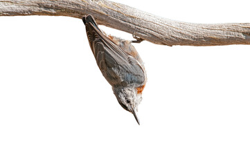 Small, songbird, cute bird, standing upside down on a branch, isolated on a transparent white background, Bird species endemic to Anatolia. Krüper`s Nuthatch, Sitta krueperi.