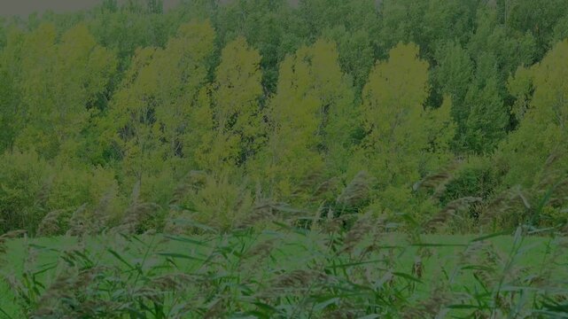 Layers of green vegetation staring with rushes the grass the trees. Greenery.