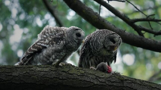 An adult barred owl feeds it's young fledgling chick a rat that it recently caught in a forest in Victoria, British Columbia, Canada.
