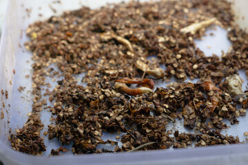 This detailed close-up captures the dried chili pepper seeds, showcasing their rough texture and readiness for planting