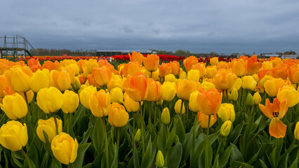 Tulip flower fields in Netherlands during spring time with cloudy sky.