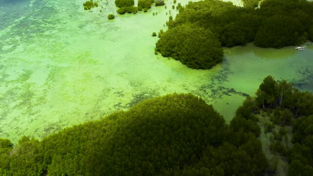 Aerial view of mangrove forest and clear sea water. Rainforest in Bantayan Island. Cebu, Philippines.