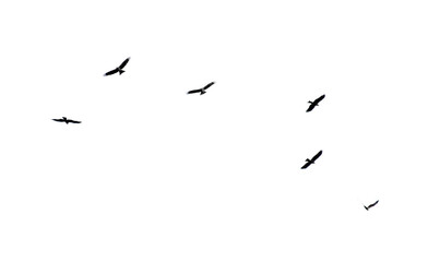 A flock of birds in flight isolated on a white background