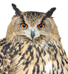 A large owl with a yellow eye stares at the camera