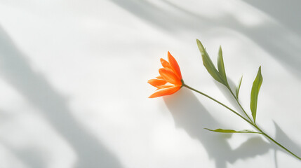 Fototapeta premium Single orange flower minimalist botanical white background soft light shadow leaf plant fresh green