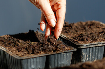 A hand is planting a seed in a small black container