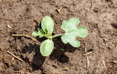 A small plant is growing in the dirt