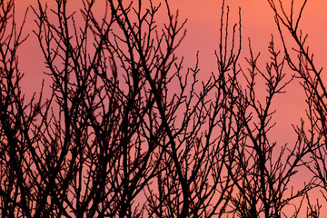 A tree with branches that are silhouetted against a pink sky