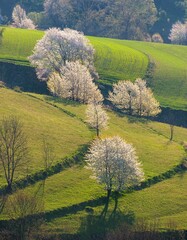 Picturesque spring meadow with blooming cherry tree. Spring paradise with blooming trees. Historic agrarian landscape, Hrinovske lazy, Slovak republic. Travel destination. Seasonal natural scene. © Ivan