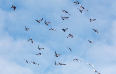 A flock of pigeons flying in the sky