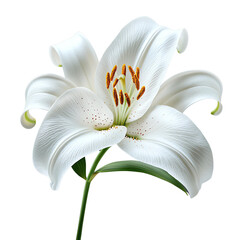 Pure white garden lily White lily flower in full bloom, elegant white lily close-up, stunning white lily with delicate petals"