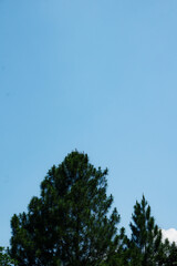 A serene photograph capturing the tops of lush green pine trees reaching toward a vast, clear blue sky.
