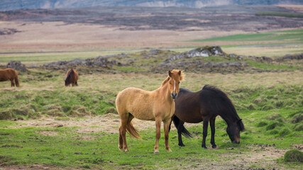 Obraz premium Free roaming icelandic horses in Iceland countryside
