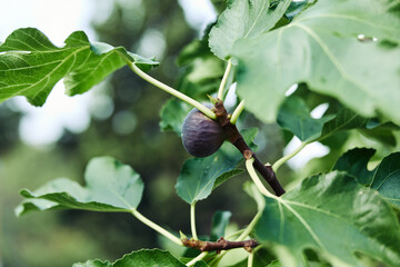 ripe fig hanging from lush green fig tree branch in a vibrant natural setting