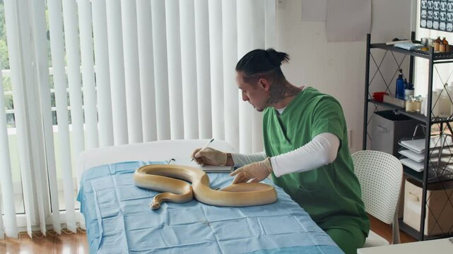 Stab medium long shot of attentive multicultural male herpetologist touching body of big yellow python and filling form during appointment in clinic