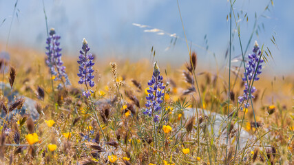 Close-up view of blue Lupine flowers in the wildflower meadow,