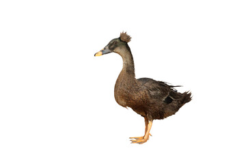 Beautiful Brown Crested Duck isolated on transparent background png file