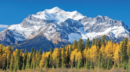 Fototapeta premium Majestic snowy mountain peak with golden autumn forest scenery under a bright blue sky for outdoor adventure and travel exploration