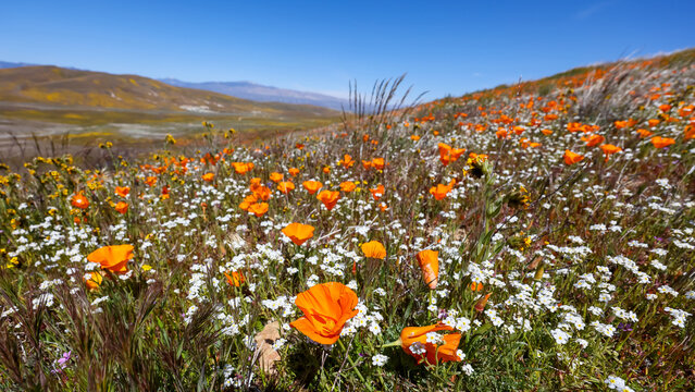 Orange Poppy flowers close up shot, in Antelope valley, California.