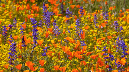 Close up view of California poppy and Lupin wildflowers at Diamond valley lake