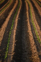 Rows of maize crop at sunset.