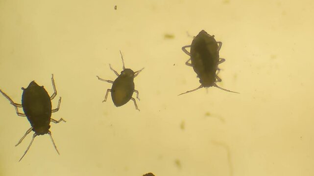 photo of aphids insects moving under the microscope