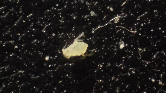 photo of aphids insects moving under the microscope