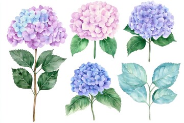 Watercolor hydrangea flowers and leaves set.