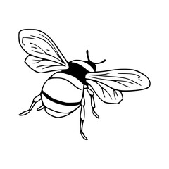 vector illustration of a bee