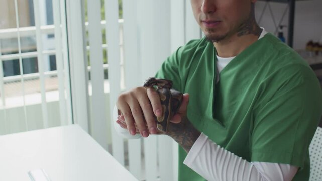 Tilt down shot of male veterinarian in green scrubs gently handling mottled pet python while examining reptiles condition in clinic