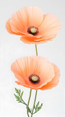 Obraz premium Closeup of two peach colored poppies on a white background. Possible use Botanical illustration