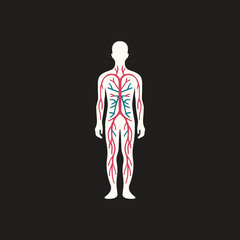 Human artery vector template