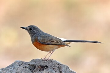Sharma on a branch